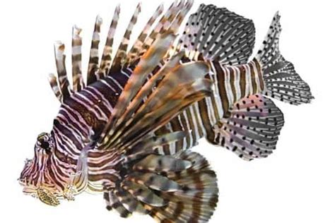 Lionfish Fish Facts Pterois Volitans Az Animals