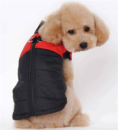 Best Dog Coats Read Dog Coat Ultimate Guide Reviews Uk