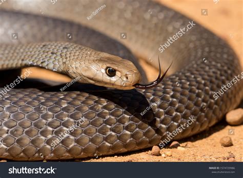 Highly Venomous Eastern Brown Snake Stock Photo 1574729986 | Shutterstock