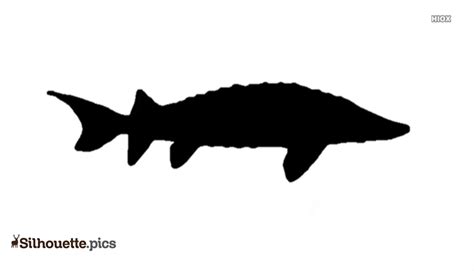 490 Sturgeon Drawings Illustrations Royalty Free Vector Graphics