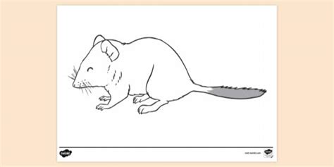 Crest Tailed Marsupial Mouse Colouring Sheet