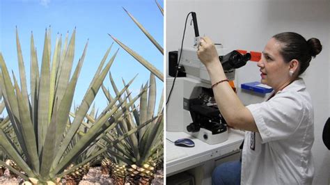 Harto de la colitis Científicos del IPN la combaten con agave El