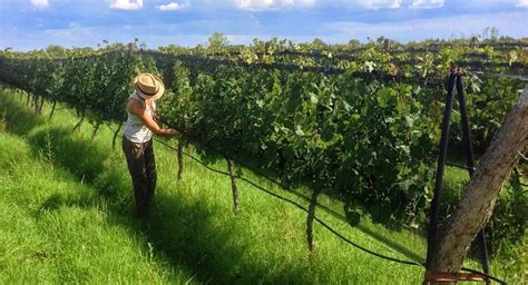 Curso presencial básico laboral para agricultura biodinámica A en