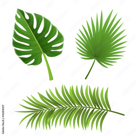 Different type of palm tree leaf set, isolated on white. For exotic and ...