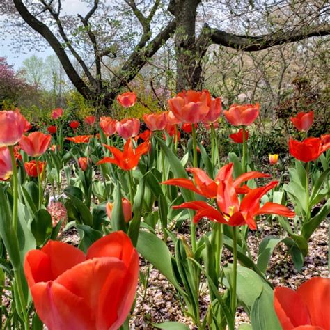 Solve Meadowlark Botanical Gardens Vienna Va Jigsaw Puzzle