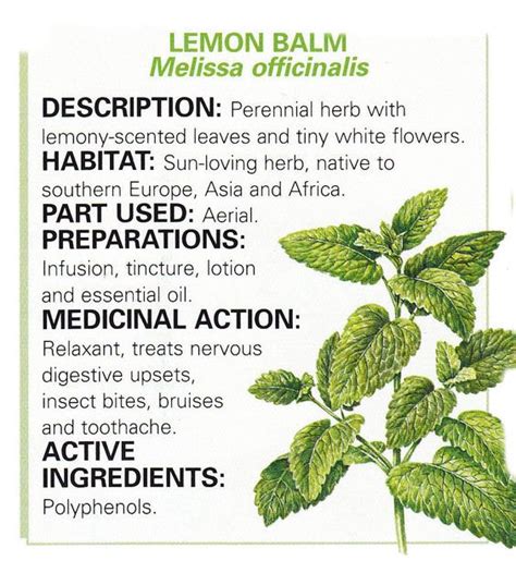 A New Favorite Herb Lemon Balm Health Freedom Idaho