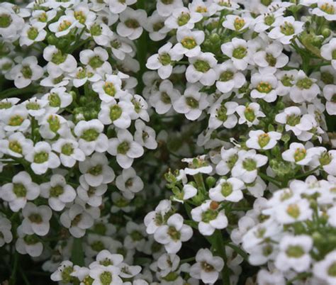 Alyssum Purple Royal Carpet Lobularia Maritima Seeds