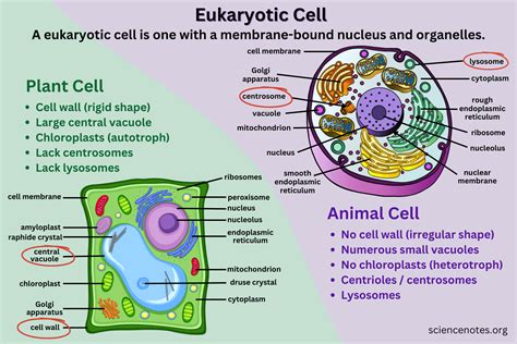 Eukaryotic Cell - Diagram, Definition, Facts 