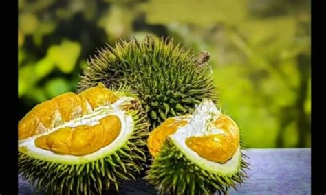 Benarkah Bahaya Makan Durian Ternyata Ada Beberapa Manfaat Buah Durian