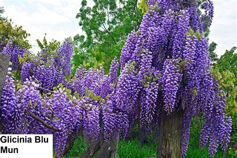Глицинию Блю Мун. Wisteria – Вистерия.