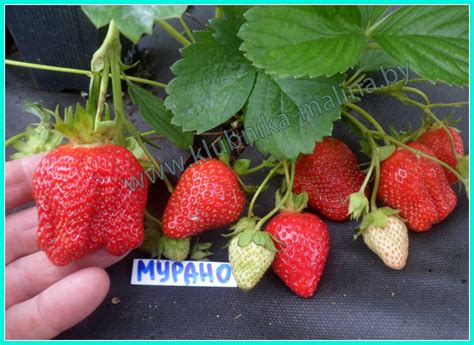 Саженцы сорта клубники Мурано купить в Беларуси / Купить рассаду ...