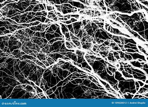 Naked Tree Branches On A Black Background Stock Photo Image Of Forest Pattern 109028012