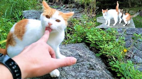 母猫に叱られてパンチされた茶白の子猫が鳴きながら私の所へ甘えに来た😸 Youtube