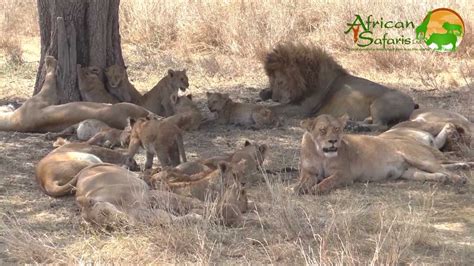 Large Pride Of Lions Serengeti National Park Youtube