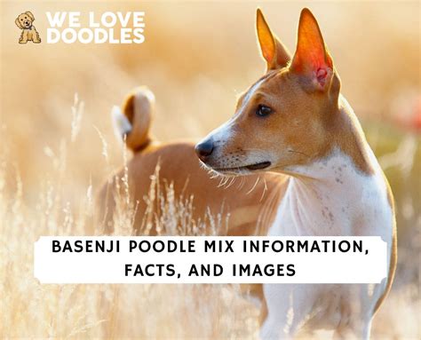 Basenji Poodle Mix: Basenjipoo Facts and Images!