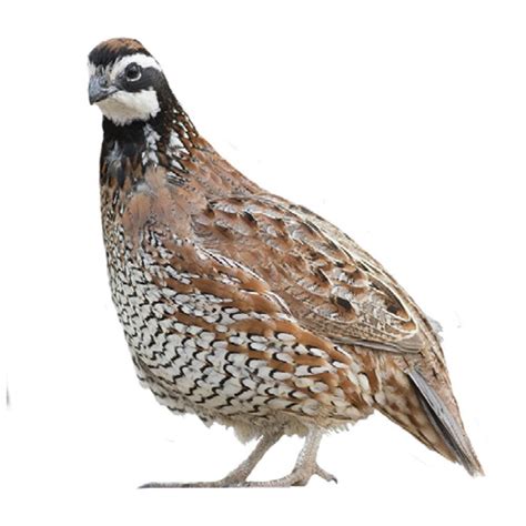 Northern Bobwhite Quail Eggs | Strombergs Chicks & Game Birds