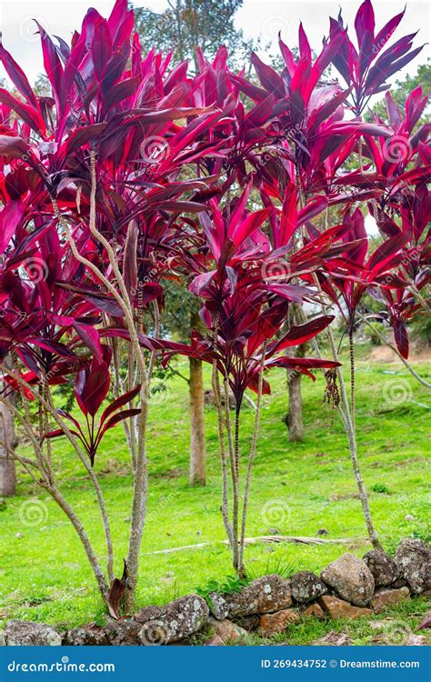 A Plant With Bright Red Leaves Cordyline Fruticosa Rubra In The Garden