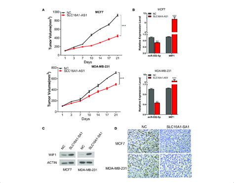 Overexpression Of SLC16A1 AS1 In Both MCF7 And MDA MB 231 Cells