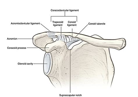 Acromioclavicular Joint Anatomy – Earth's Lab