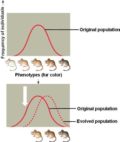 Directional Selection Examples In Animals