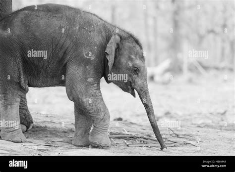 Elephant In Nepal Stock Photo Alamy