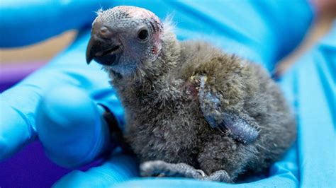 英動物園孵化2隻「禿頭醜雛鳥」 保育員曝品種樂喊：野外紀錄剩7隻 克蘿伊星人 鍵盤大檸檬 Ettoday新聞雲