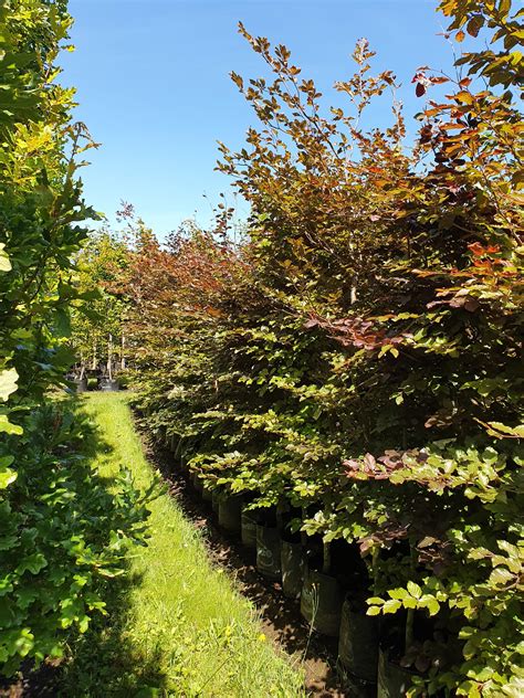 Fagus Sylvatica Purpurea Copper Beech Easy Big Trees Nz