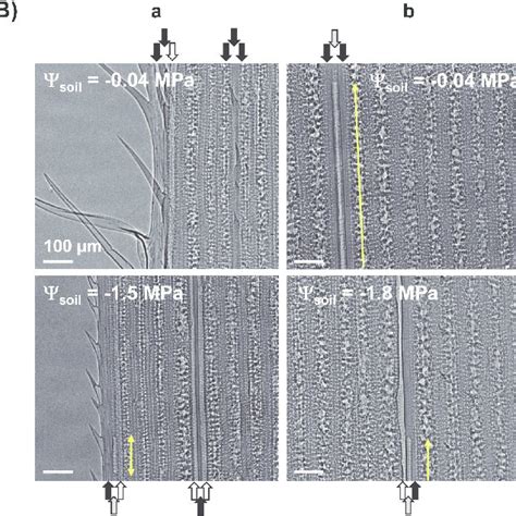 Xylem Vessel Size And Embolism Occurrence A B Histograms Of