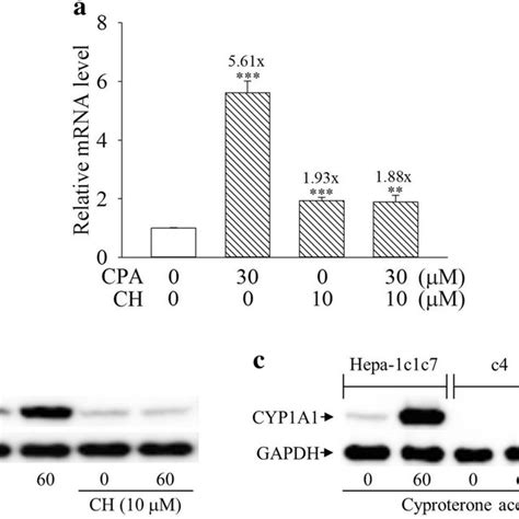 Expression Profiles Of Cytochrome P450 1A1 CYP1A1 Protein Induced By