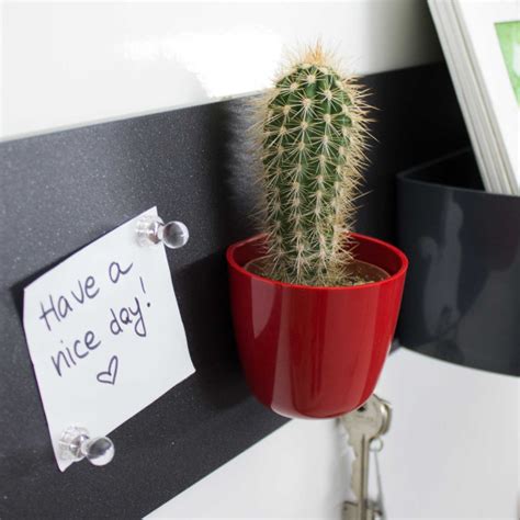 Magnet Blumentopf Mit Pachycereus Pringlei Online Shop