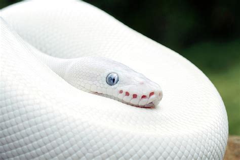 Leucistic Ball Python Photograph by Mark Kostich