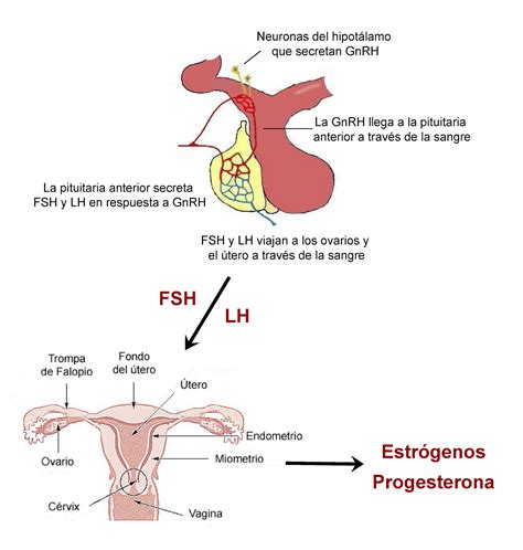 Hormonas El Ciclo Que Mantiene Nuestra Especie Ciclo Menstrual