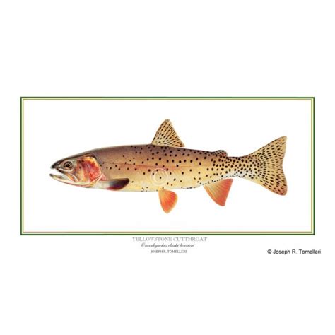 Yellowstone cutthroat trout