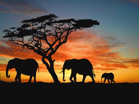 African Safari Wallpaper - WallpaperSafari