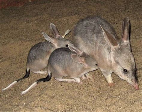 Kanyana bilby breeding program - WA Parks Foundation