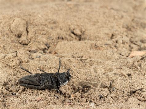 Solarizzazione Il Metodo Naturale Per Eliminare Gli Insetti Dallorto