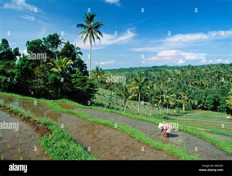 Rice planting, Bali, Indonesia Stock Photo - Alamy