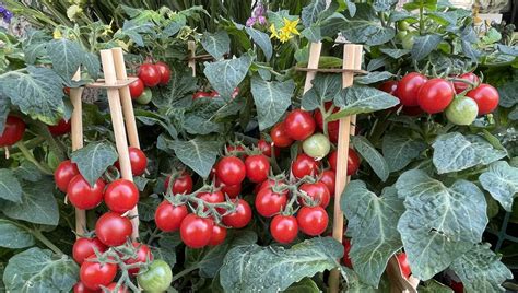 Come Coltivare I Pomodori In Vaso E In Balcone La Repubblica