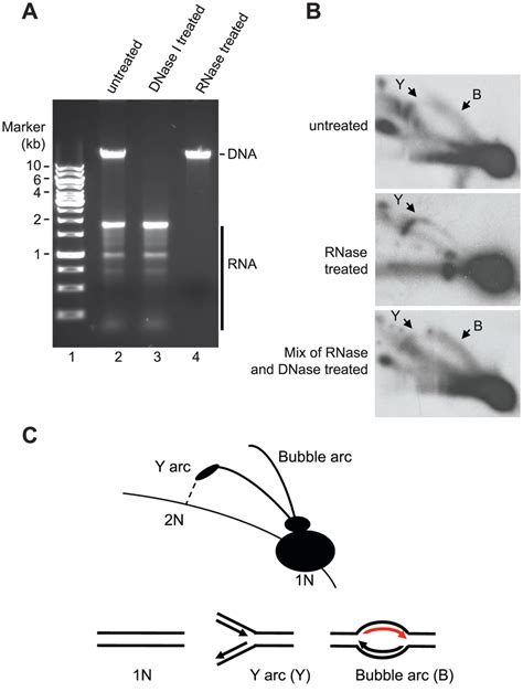 Neutral 2d Age Analysis Of Mtdna Replication Products A Extracted