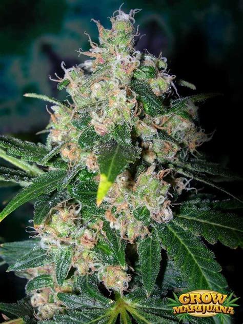 Strawberry Cough Seeds Strain Review Grow