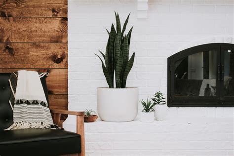 9 Faux Plants That Actually Look Real Nadine Stay