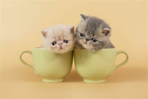 5 Adorable Teacup Kittens That Will Melt Your Heart