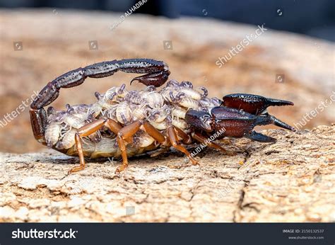 991 Scorpion Babies Images, Stock Photos, 3D objects, & Vectors ...