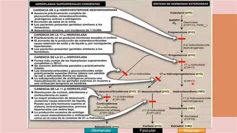 Glandula Suprarenales Ppt Descarga Gratuita