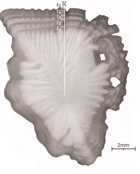 Sagittal Otoliths Of B Splendens Assigned An Age Of A Years And