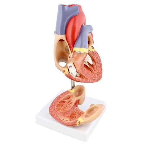 D Anatomical Human Life Size Heart Anatomy Model Medical Hot Sex Picture