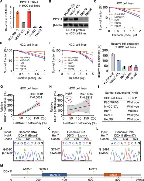 Wild Type Ddx Promotes Hr In Hcc Cells And The Ddx Mutation May