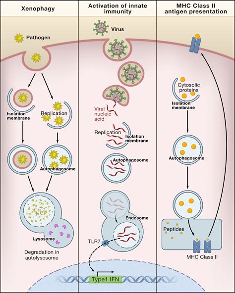 Autophagy In The Pathogenesis Of Disease Cell