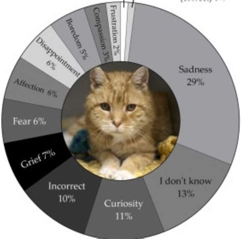 Cat Owners’ Perceptions of Feline Emotions – AnimalWise