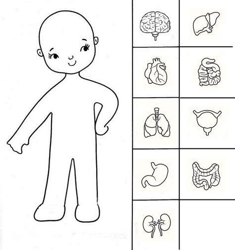 Partes Internas Del Cuerpo Humano Para Colorear Kulturaupice